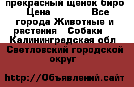 прекрасный щенок биро › Цена ­ 20 000 - Все города Животные и растения » Собаки   . Калининградская обл.,Светловский городской округ 